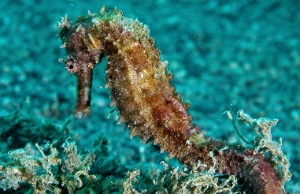 North Sulawesi-2018-DSC04855_rc- Common seahorse - Hippocampe - Hippocampus taeniopterus